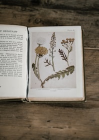 An open book showing detailed illustrations from a May Morris exhibition catalogue.