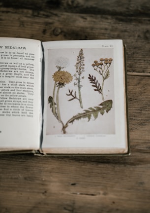 An open ancient manuscript with botanical sketches and notes on traditional nutrition.