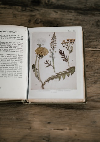 An open book with herbal recipes and guides on a rustic surface.