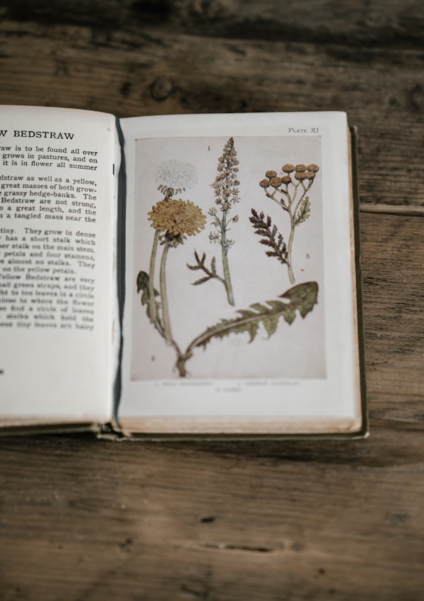Herbal Remedies Pocket Guide