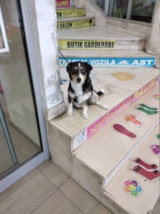 A small black, white, and tan dog sits on a tiled step near the entrance of a building. The steps have various colorful advertisements and labels in a foreign language. The area looks like a storefront with glass doors and windows.