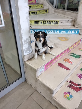 A small black, white, and tan dog sits on a tiled step near the entrance of a building. The steps have various colorful advertisements and labels in a foreign language. The area looks like a storefront with glass doors and windows.