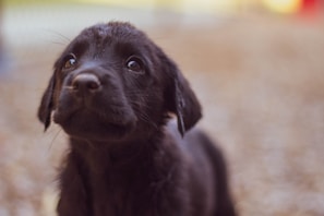 A young black puppy with soulful eyes is gazing upwards, surrounded by a blurred background, emphasizing its soft fur and curious expression.