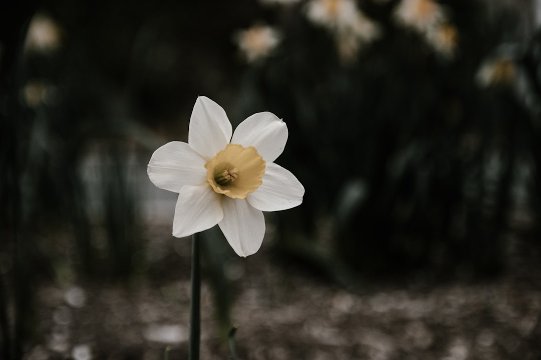 white and yellow-petaled flower