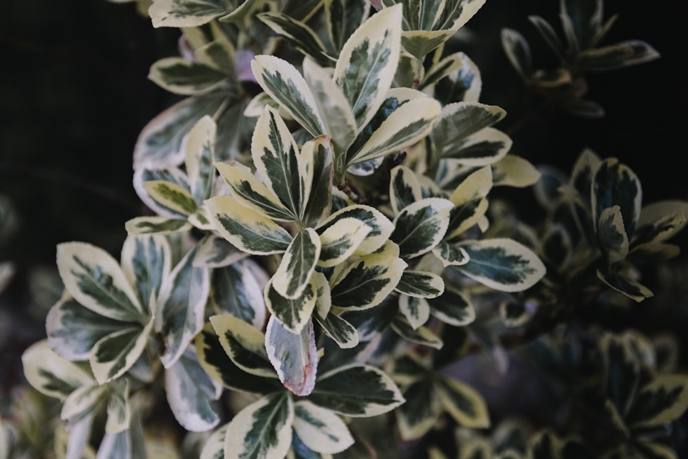 close-up photo of green and white leaf plant