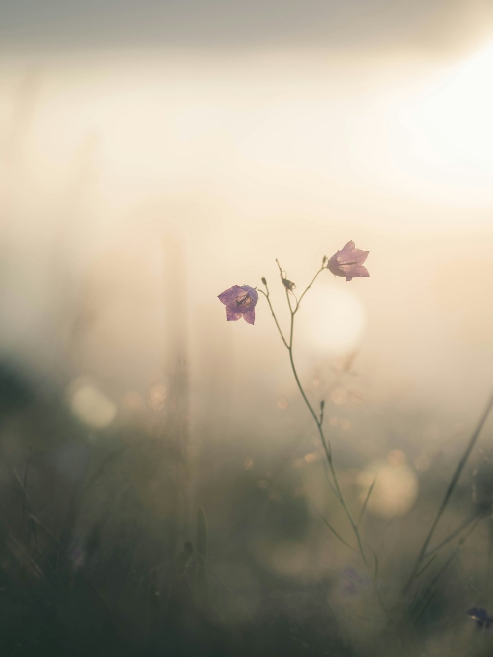 selective focus photography of purple petaled flowers