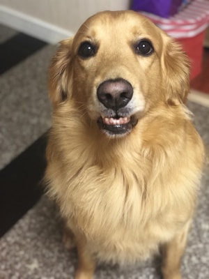 A golden retriever is sitting on a speckled floor, looking directly at the camera with a slight smile. The dog's fur is thick and well-groomed, with a shiny, golden hue. In the background, there are indistinct objects, including something with red and white stripes.