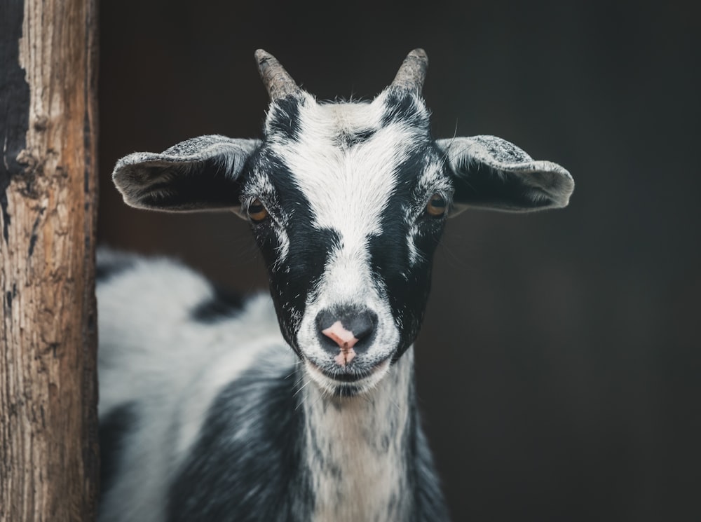 Fotografia de foco raso de cabra branca e preta
