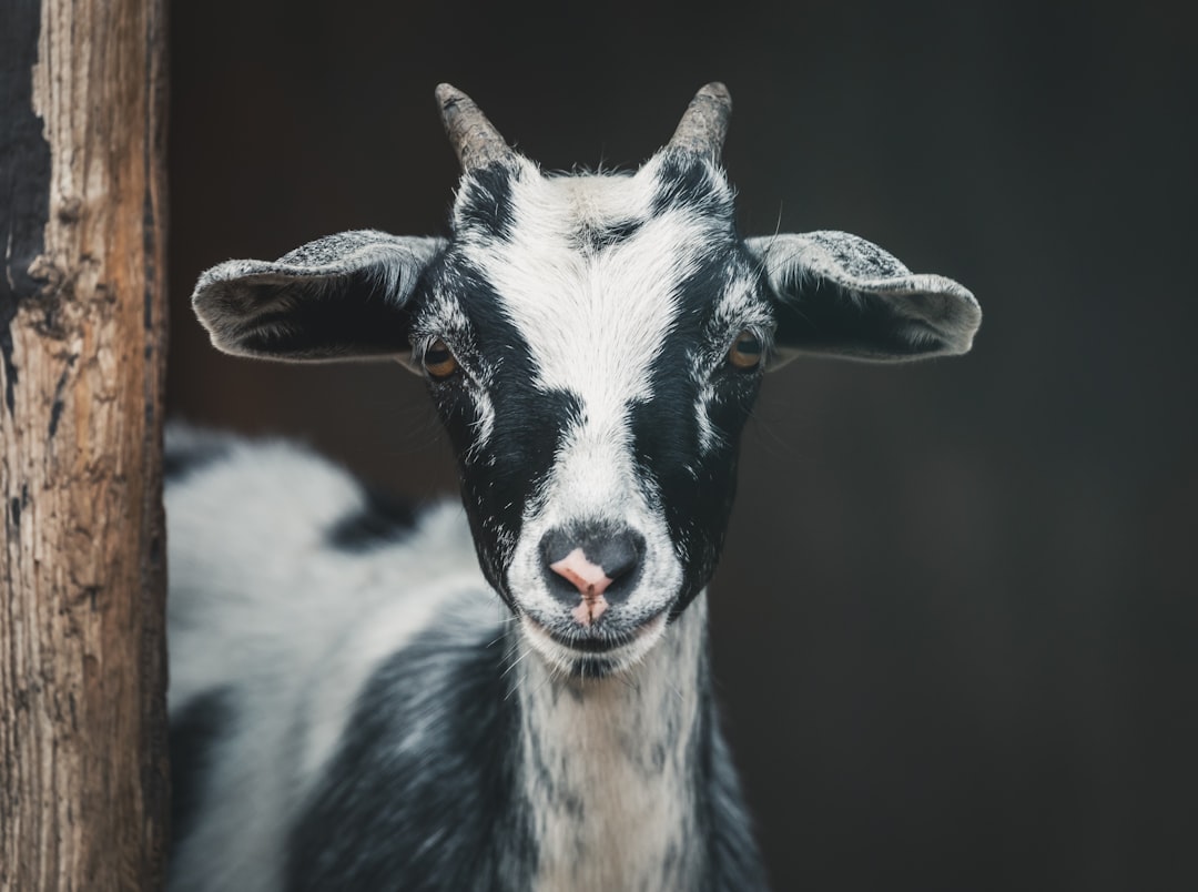 shallow focus photography of white and black goat,