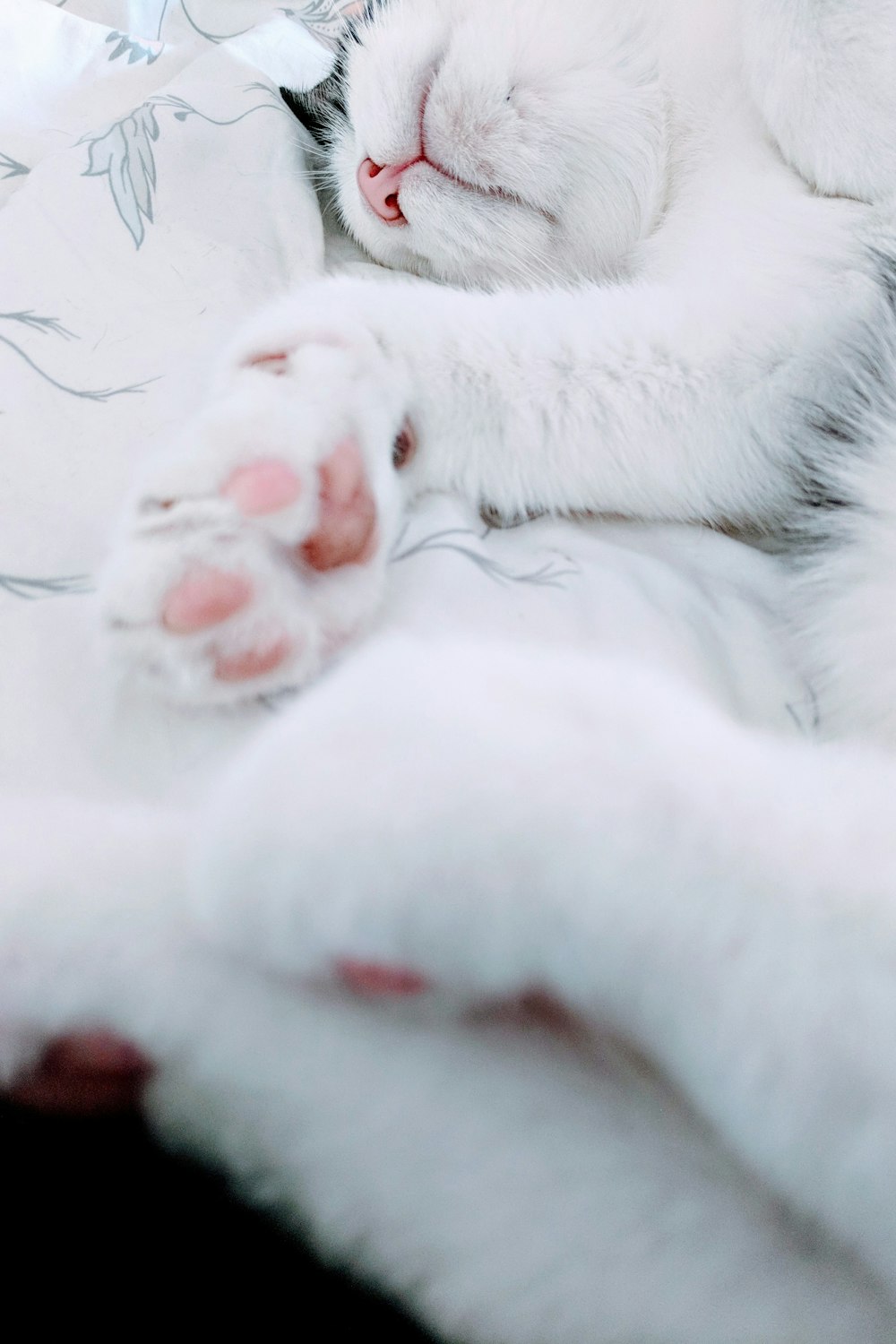 close-up photo of white cat laying on cloth