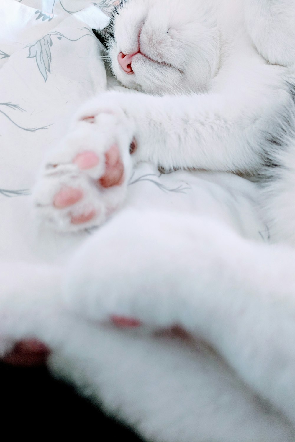 foto em close-up do gato branco deitado no pano