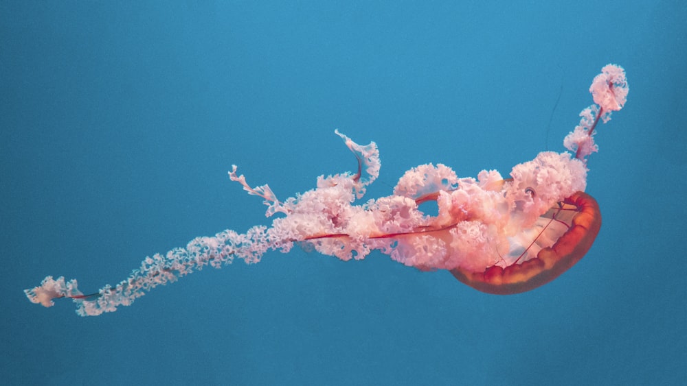 pink and red underwater jellyfish