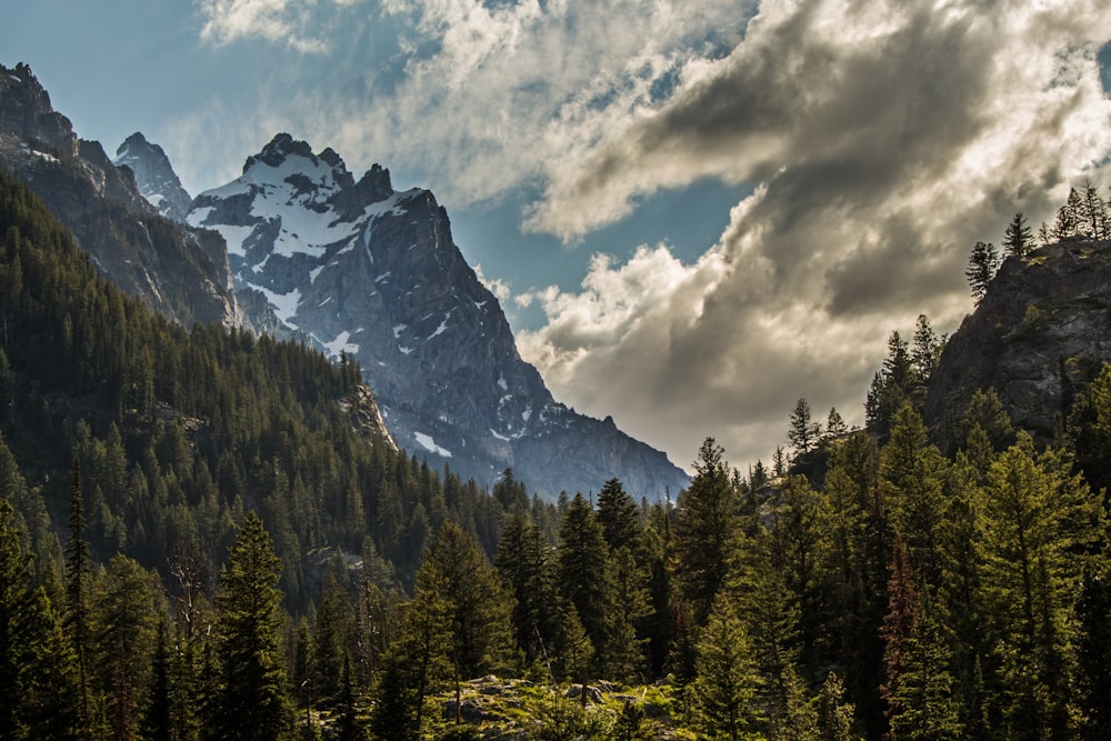 landscape photography of mountains and trees