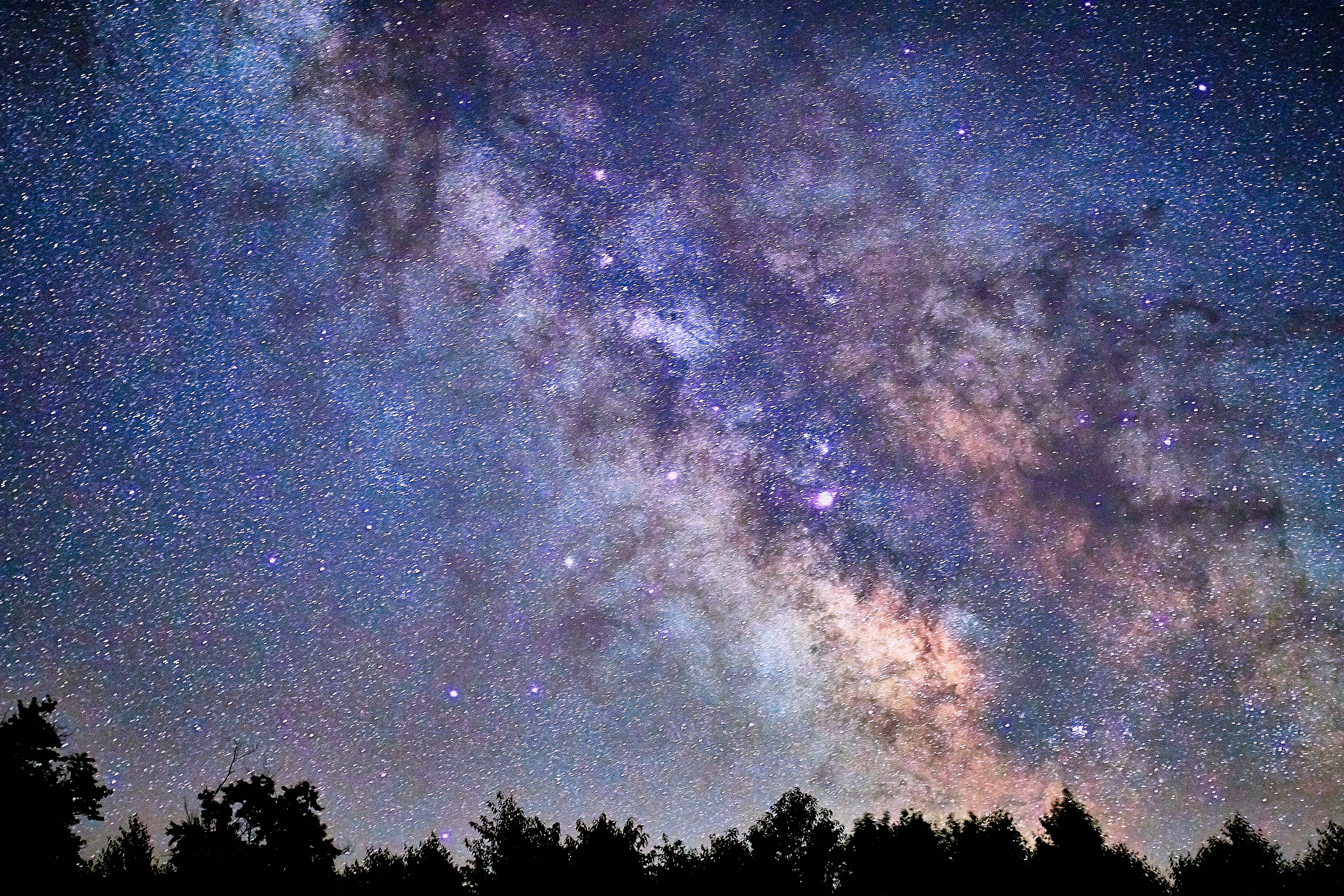 leafed trees under night sky with stars