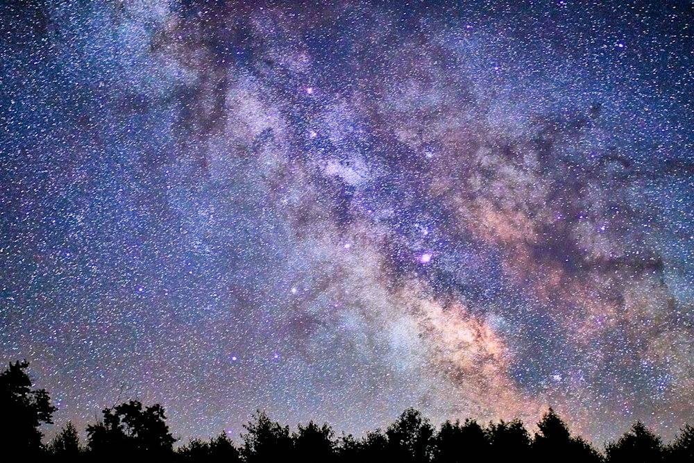 leafed trees under night sky with stars