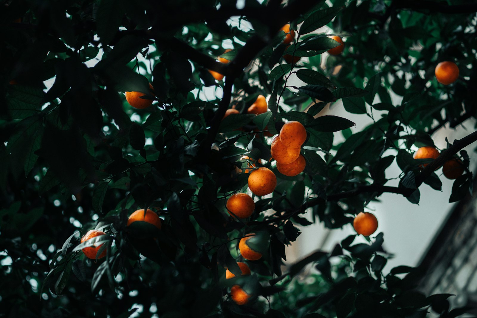 Samyang AF 50mm F1.4 FE sample photo. Kumquat plant photography