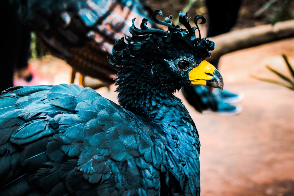 shallow focus photography of blue bird