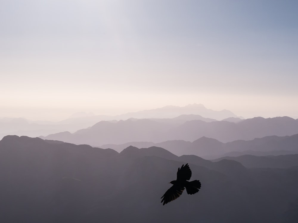 bird flying over mountains