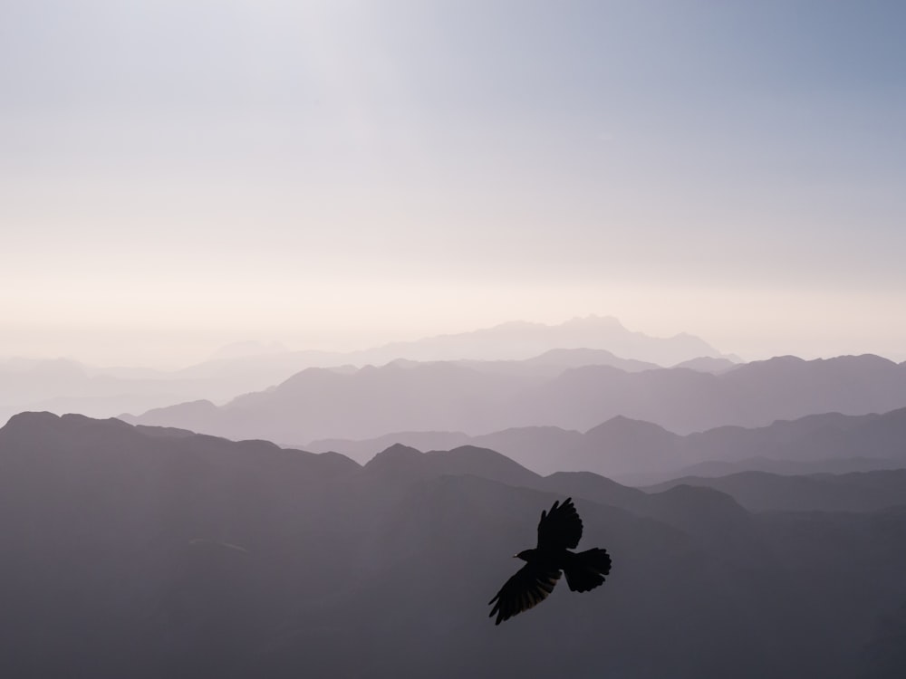 oiseau volant au-dessus des montagnes