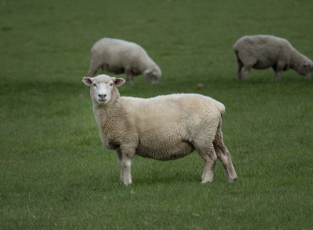 brown sheep on green lawn grasses at daytime