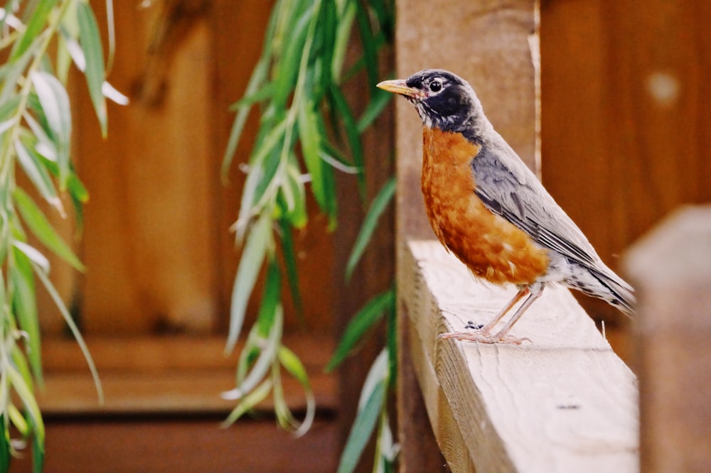 brown and black bird at the fence