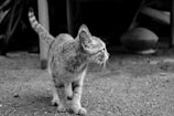 A stray cat stands on a gravel surface, looking intently to the side with its tail slightly raised. The scene is portrayed in black and white, giving the image a classic and contemplative feel. In the background, there are indistinct shapes that suggest an outdoor setting.
