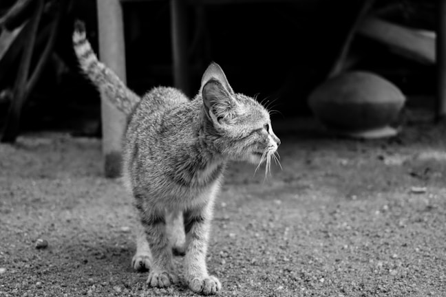 A stray cat stands on a gravel surface, looking intently to the side with its tail slightly raised. The scene is portrayed in black and white, giving the image a classic and contemplative feel. In the background, there are indistinct shapes that suggest an outdoor setting.