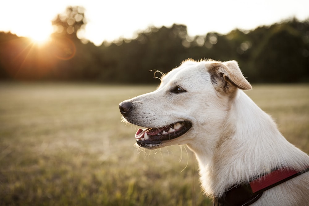 Photographie à mise au point peu profonde d’un Labrador retriever jaune adulte