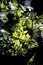 Sunlight filtering through dense jungle leaves, casting dynamic shadows.