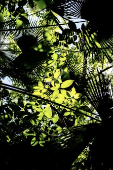 Sunlight filtering through dense jungle leaves, casting dynamic shadows.