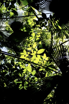Sunlight filtering through jungle leaves onto a workspace filled with notes and laptops.