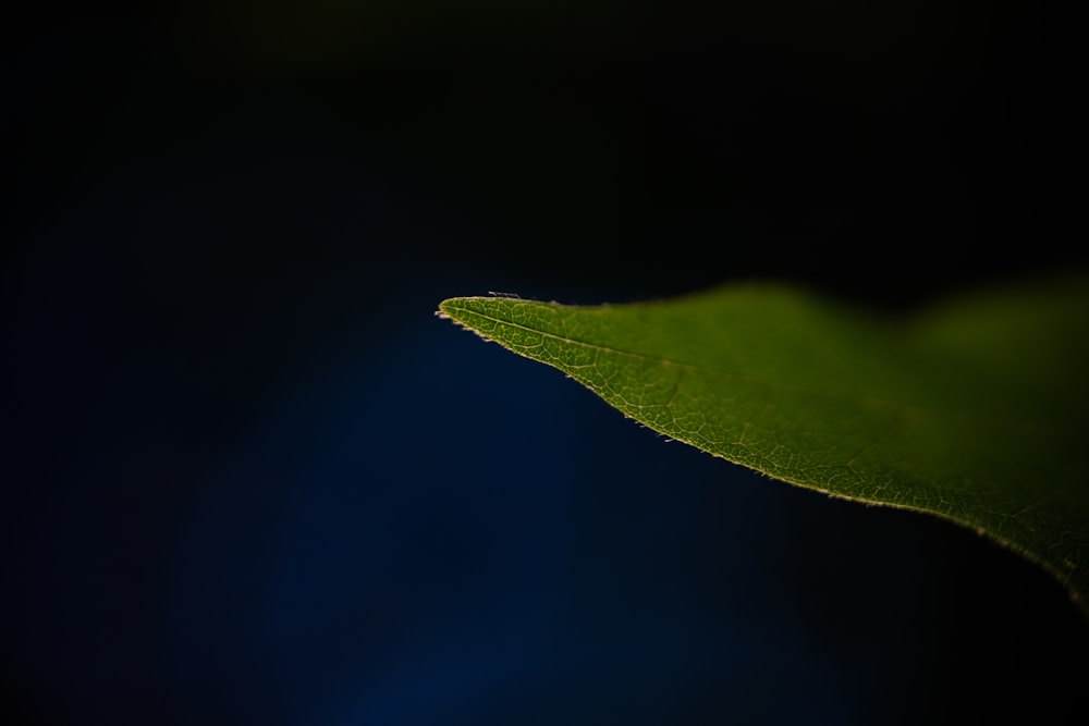 green leaf