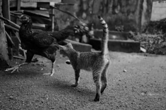A black and white photograph captures a cat curiously approaching a chicken. The scene is set outdoors on a rough, textured ground. In the background, there are stacked wooden planks and some blurred foliage. The atmosphere is earthy and somewhat rustic.