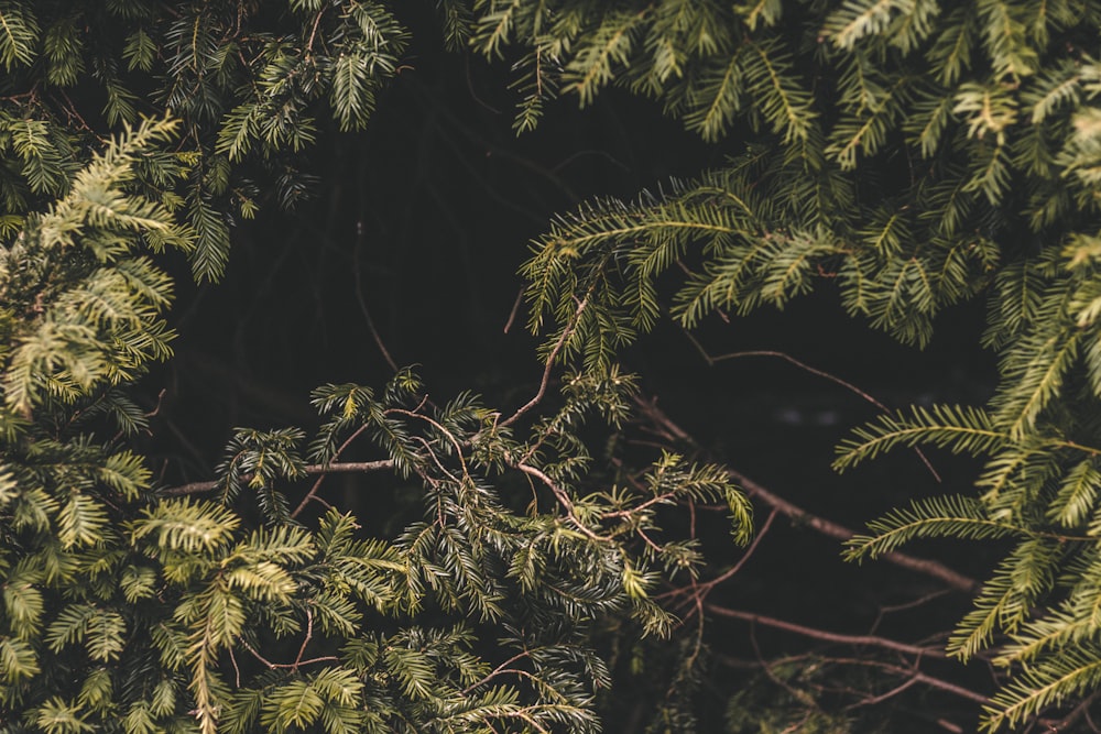 green leafed plant