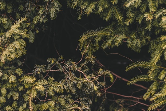 photo of England Forest near Broughton Castle