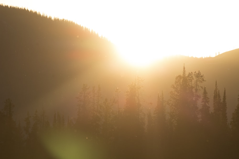 silhouette of trees