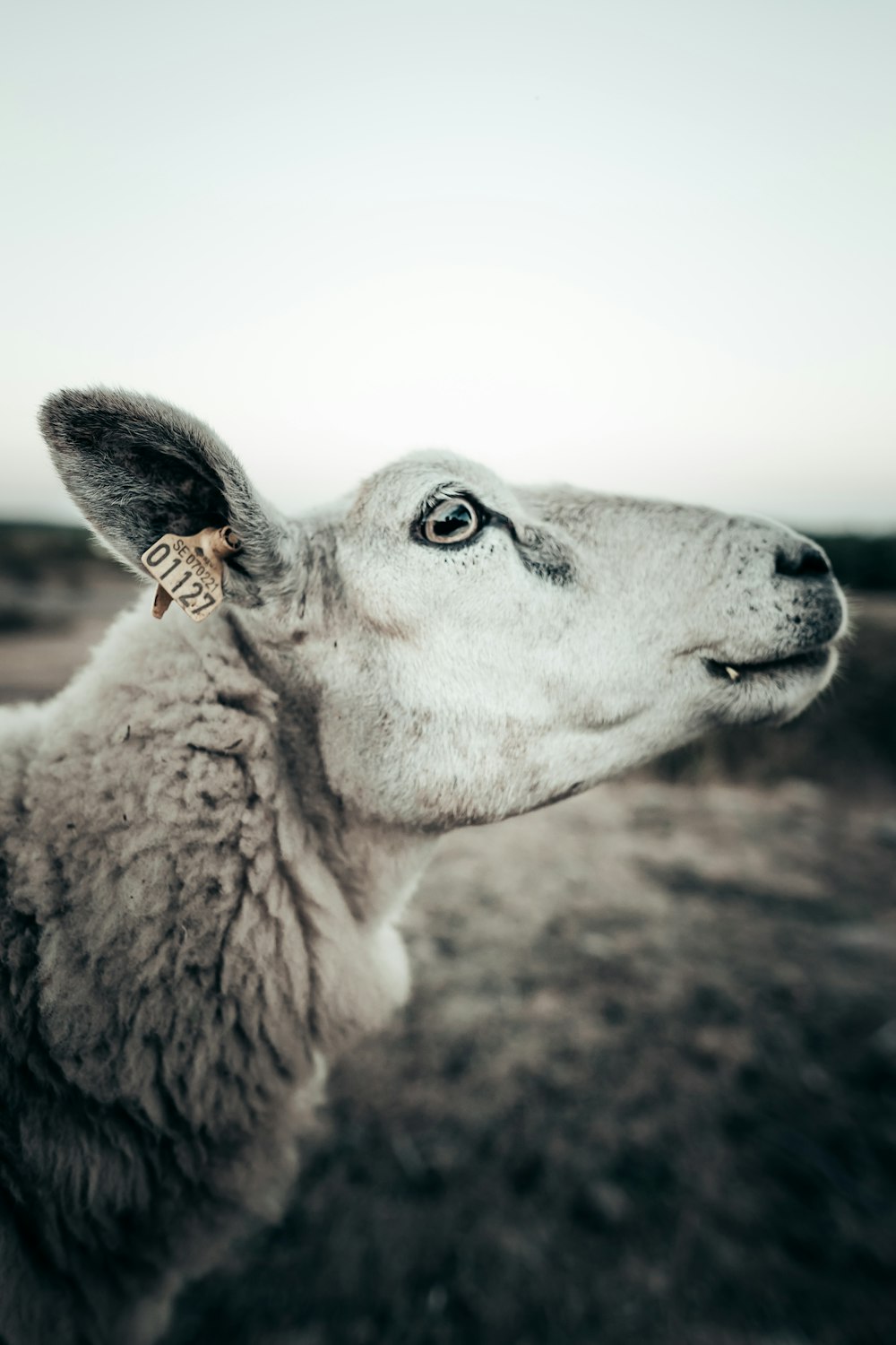 Photographie sélective de moutons blancs