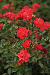 A cluster of vibrant red roses in full bloom, surrounded by lush green foliage. The petals appear velvety and delicate, while the leaves display a rich, healthy green color.