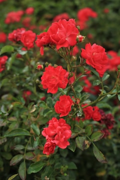 A cluster of vibrant red roses in full bloom, surrounded by lush green foliage. The petals appear velvety and delicate, while the leaves display a rich, healthy green color.
