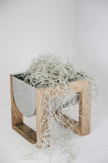 A plant with thin, curly leaves cascades over the edges of a modern wooden planter. The planter is cube-shaped with a metal inset on one side. The background is a plain, light-colored wall.