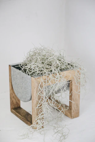 A modern, cube-shaped planter with clean edges, featuring a bright fern spilling over the sides.