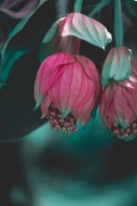 Hoya Carnosa Classic