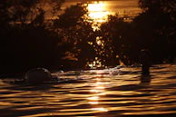 A serene scene of a woman swimming in a calm outdoor pool at sunset.