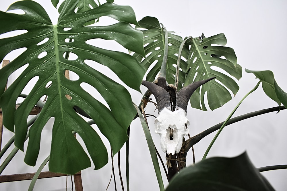 white animal skull in between green leaves