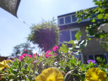 Close-up of vibrant annual flowers blooming in a sunny Plovdiv garden bed.