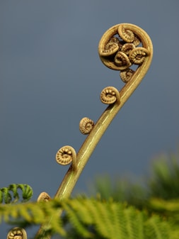 close-up photography of green leafed plant