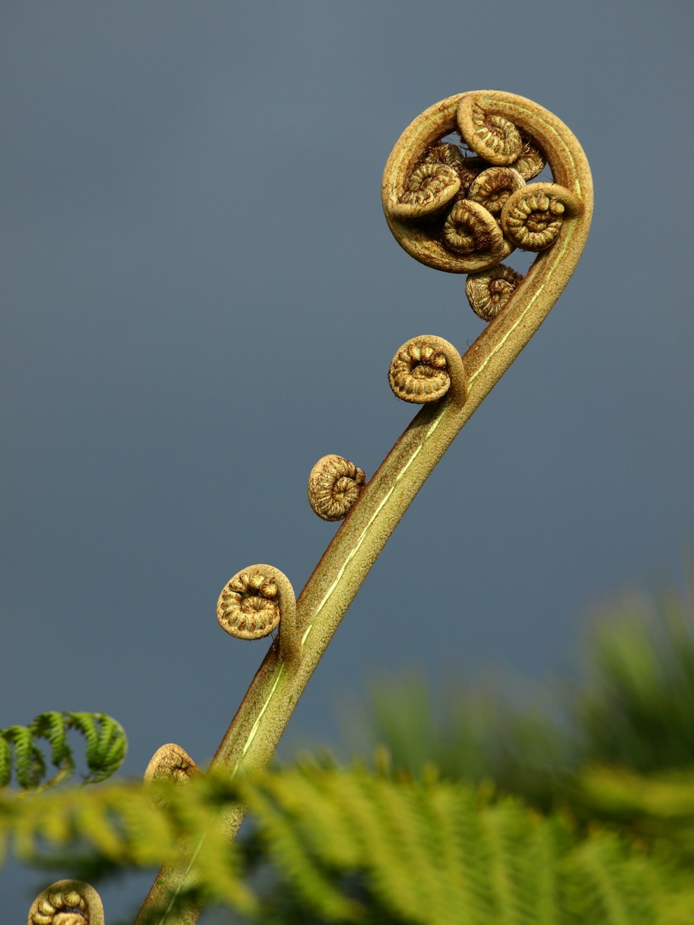 close-up photography of green leafed plant