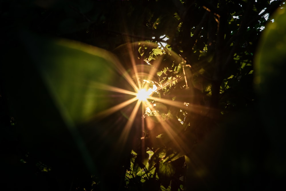 sun rays coming through green leaves