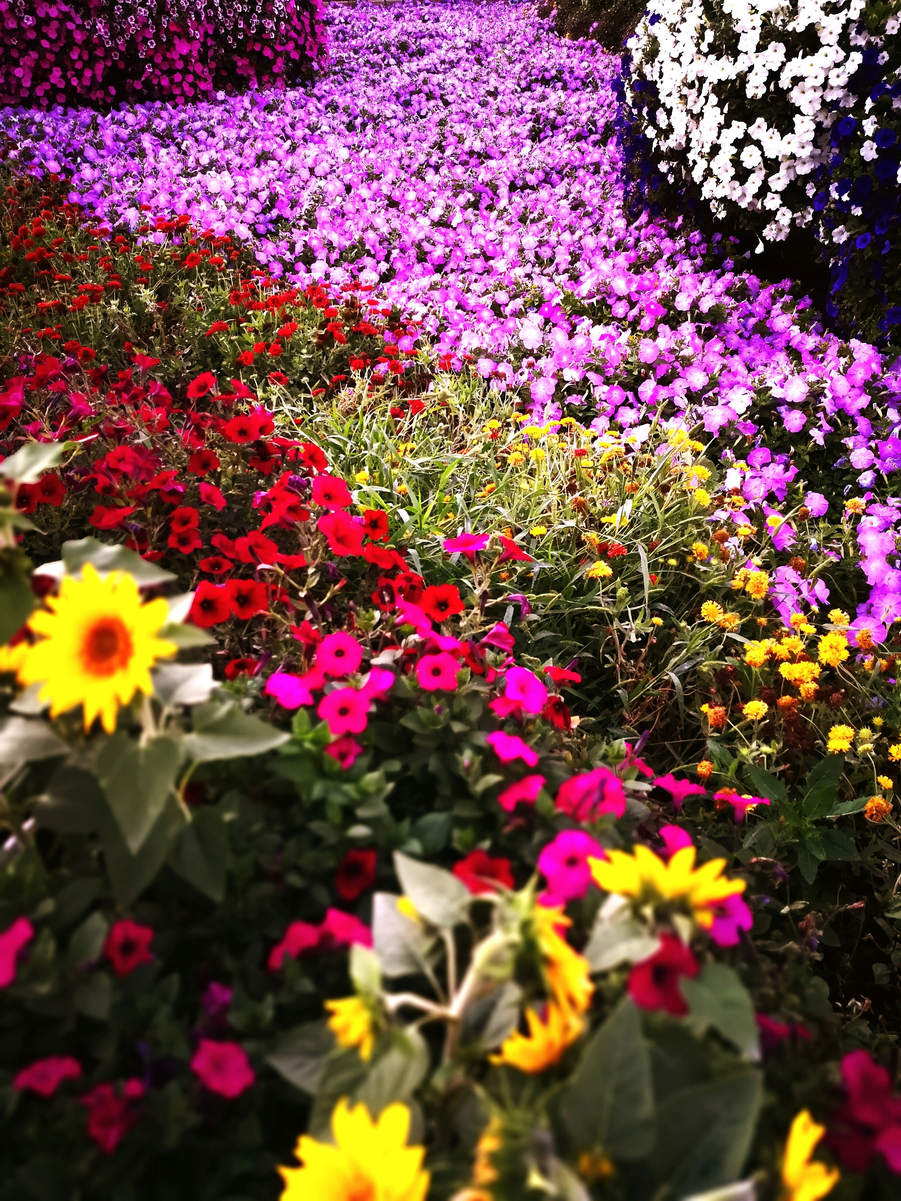 Colorful garden with diverse expertly selected plant species in full vibrant bloom