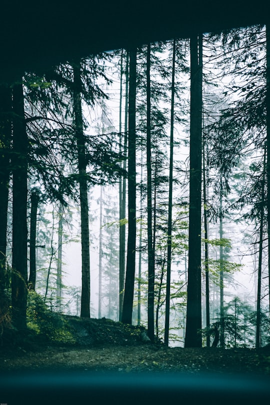 forest trees in Söll Austria